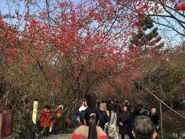 2019年成都第一波春光乍泄！锦江春色来，两岸花撩人！