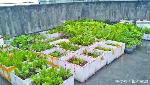 种植蔬菜■泡沫箱种菜最好了,3种菜现在种冬天吃,不怕冷好养活