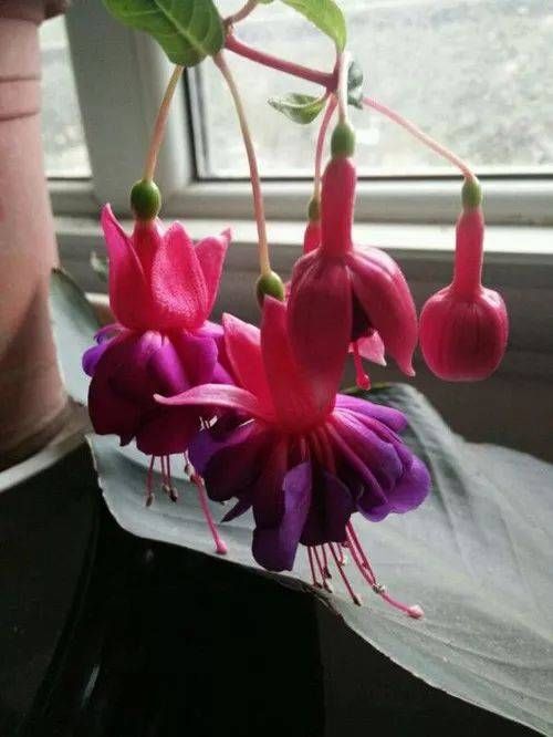 「喜欢」10种最受欢迎的年宵花,你最喜欢哪一种?