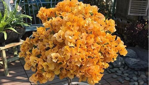  『品种』三角梅开花超好看的8个品种，开花持续280天，还不来养一盆？