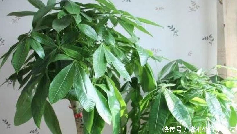  观赏价值■“4种花”是懒人的最爱，越懒养长得越好，给点阳光就爆盆！