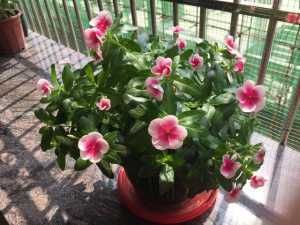 『这款』花期最长的植物是这款,天天有花开,养护容易,是阳台盆栽佳品