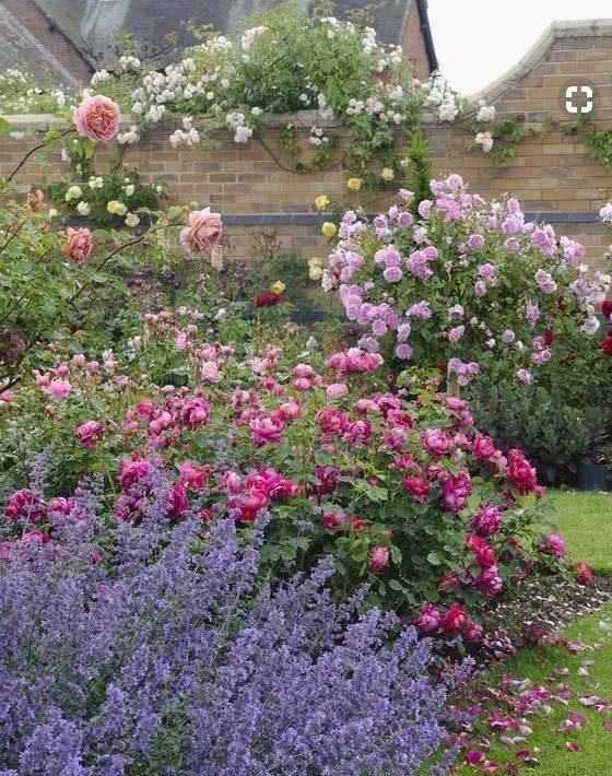 这样的小院，才叫有情调！