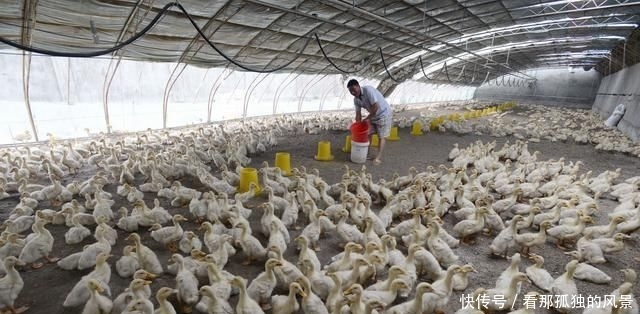  #养殖场#要想在农村安心创建养殖场，这三个证件一个都不能少