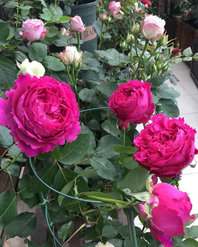  #图片作者#有一颗爱花的心，就算只有个封闭小阳台，也能养出一片花海！