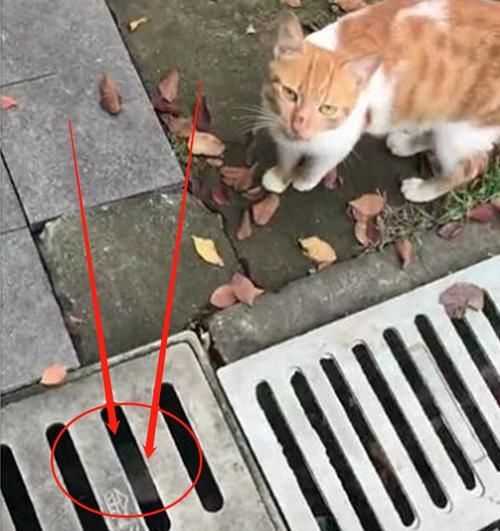 下水道@两只流浪猫向好心人求助,搭救下水道的猫咪,画面让人心疼不已