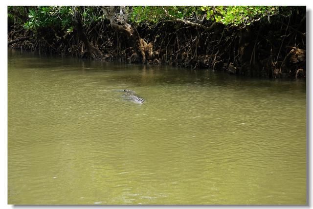 神奇的帕劳红树林，因水下藏着这个肉食动物不能轻易下水