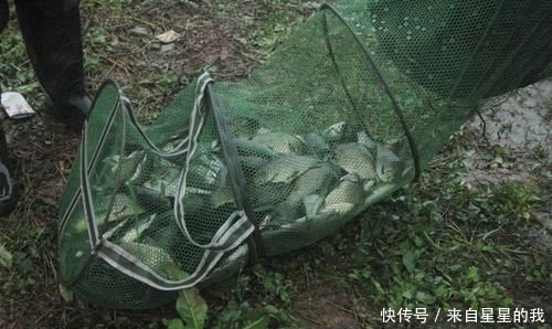「天气」这里的鱼不仅多, 而且傻, 钓鱼拉得手抽筋