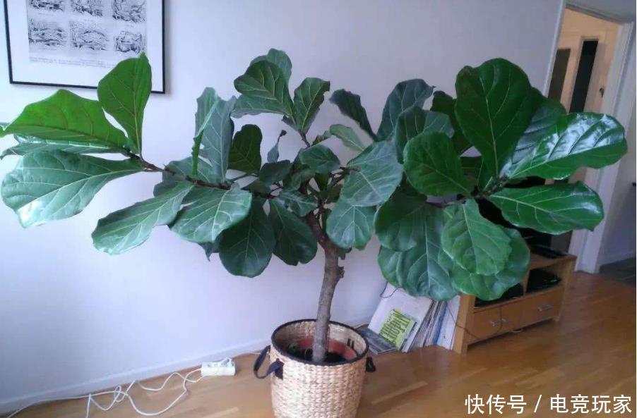 花钱买:三种花价值很高,别再花钱买了,只需要一片叶子,不出四月就生根