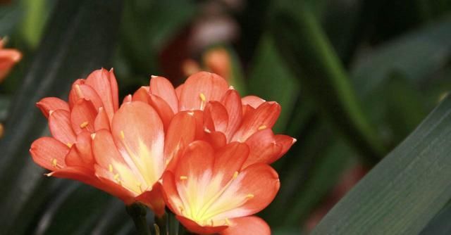  [君子兰]3种花,一开就爆盆,花期长达半年,盆盆好养,光浇水就行