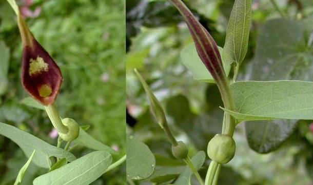  植物■生长于野外的这种植物，长在野外却无人认识！一斤1500元太珍贵