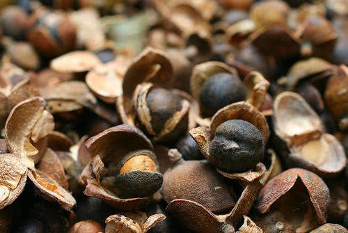  「食用油」野生一斤100元，种植一斤70元，极受欢迎，越来越多农