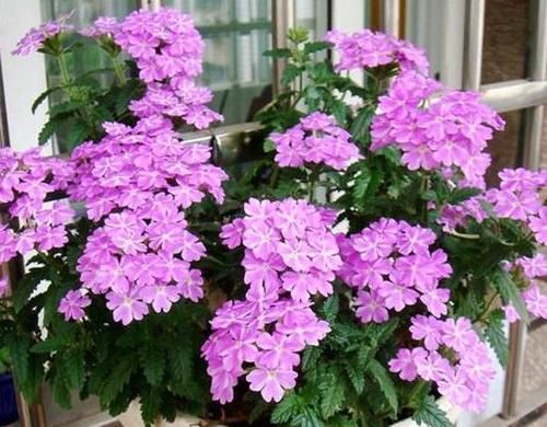 美爆@想要花花爆满盆吗?那么养这些花朵,超好养,一盆变多盆,美爆了