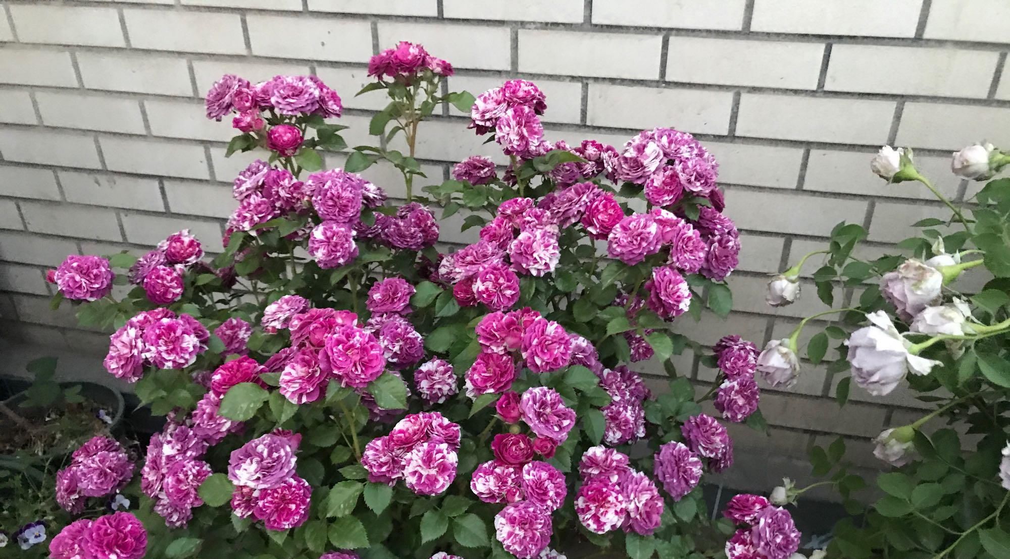  超级：一款超级香的盆栽花卉，比兰花还香，全年开花不断，还非常好养！