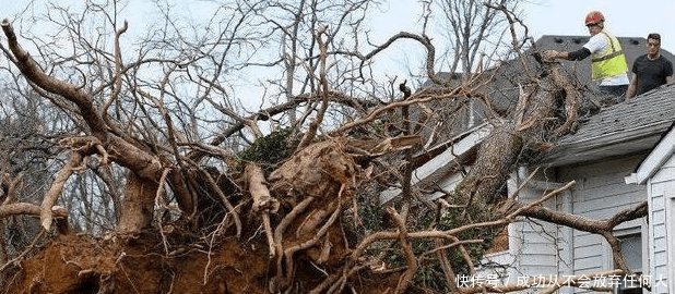 “宅处两树中, 家败损人丁”这句乡下老话是啥意思 有道理吗