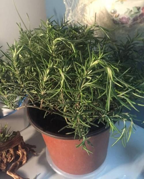  『天然』迷迭香带香气，天然“香料植物”，家里养一盆，免费空气清洁剂
