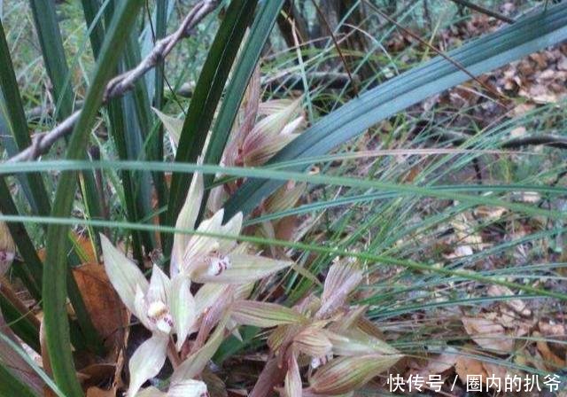 『兰花』春天养兰花最怕啥做错这2点,一年不开花