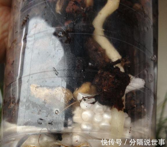 『兰花』用这个垃圾养兰花,兰花露出白花花的腿,爆盆给你看