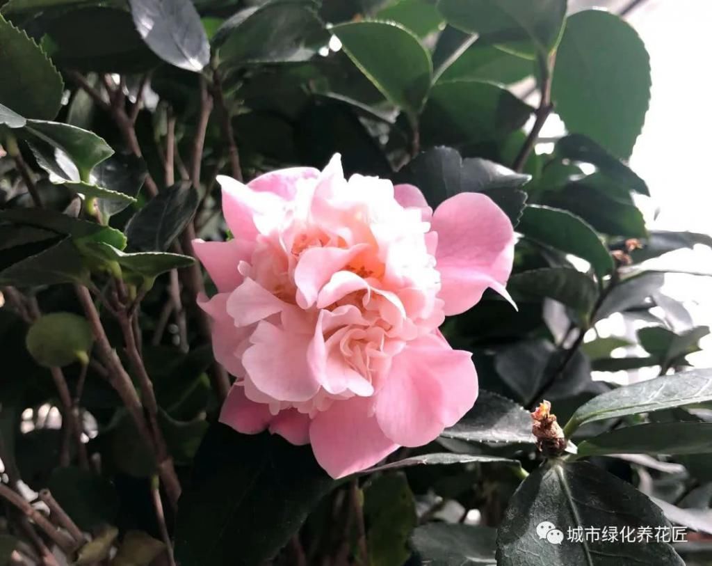  抽枝|茶花在新芽抽枝时要注意施肥，施错肥易枯芽抽枝失败，来年无花赏