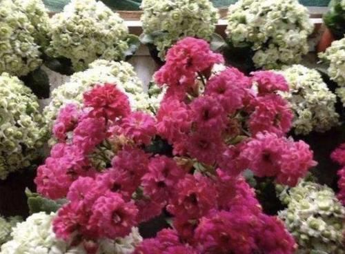  臭料：山坡下的1种“臭料”，别嫌它“脏”，收集回家养花，变成缓释肥