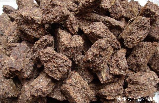 饼肥在果园如何用效果好 发酵好才是肥料 没有发酵会烧坏庄稼 快资讯