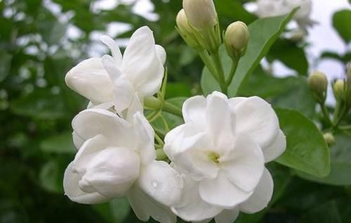  『养盆』喜欢菊花，不如养盆“珍贵名菊”棕红梅，粉粉嫩嫩，婀娜多姿!美