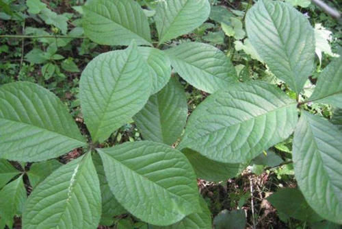  药用价值■农民叫它“四片瓦”，药用价值高作用广，遇见别当杂