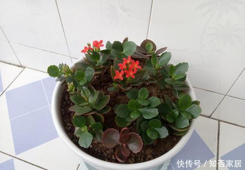  『有花赏』3种花，现在扦插正当时，15天左右生根，当年有花赏！