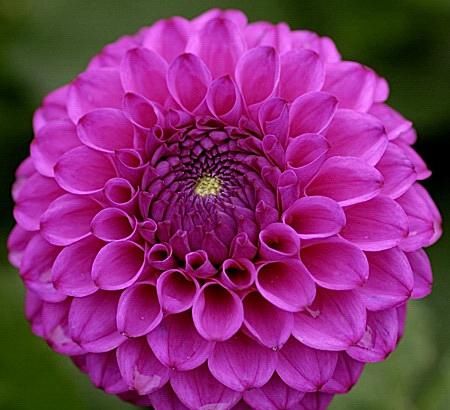  [拥有]此花开花颜色多样鲜艳，花期长，值得拥有养护观赏