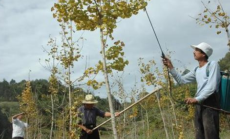  久越|我国一种珍贵树木，生长越久越值钱，种植一亩收益上万元