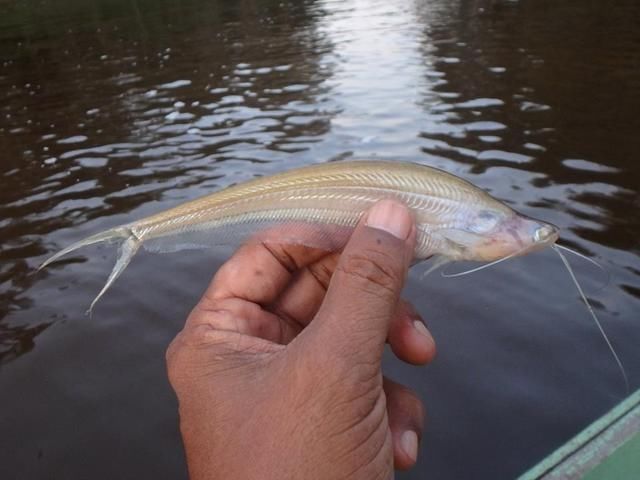 中国路亚钓鱼人远征苏门答腊,前去消灭泛滥成灾的金线多曼鱼