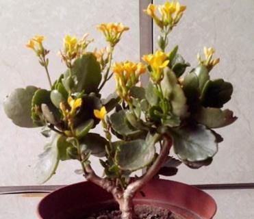  『就能够让』长寿花“开败”实在丑？咔擦“1剪刀”，1年后养成“风雅”老桩