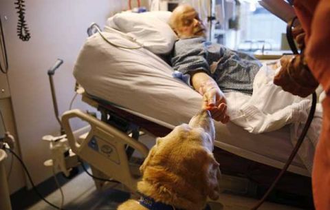 治疗犬喜欢他们的工作!与癌症患者在一起的宠