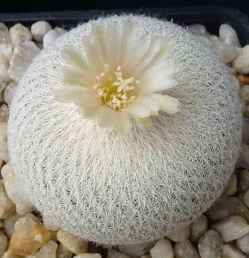  『开出的花』非常罕见的仙人掌，一起欣赏！