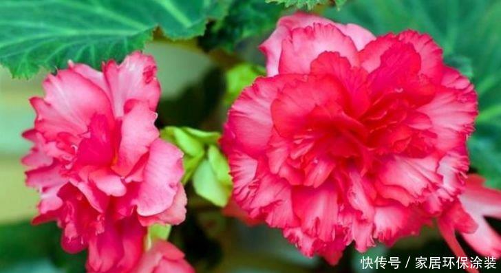 『漂亮』4种花是“爆盆能手”,好养漂亮,全年开花不断,花开美观又大气