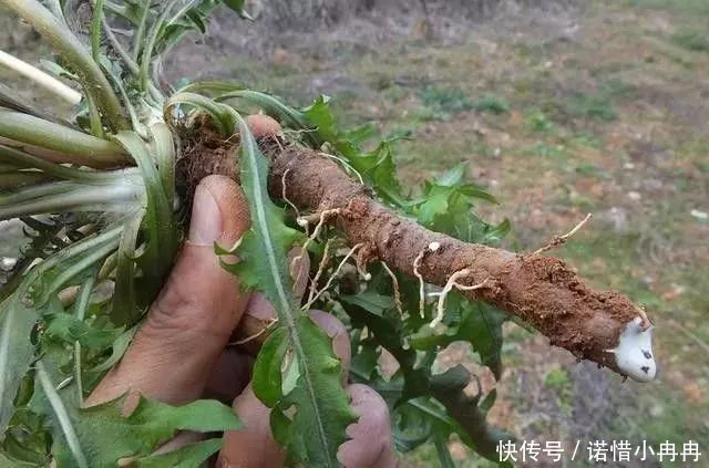  「根部」蒲公英泡水去肝火，叶子和根哪个好？二者功效各不同，您选对了？