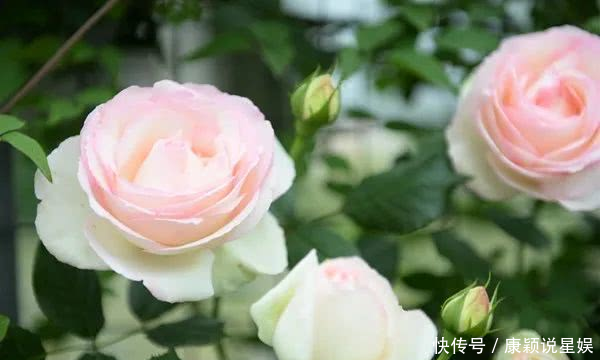  艳羡@当博士遇上玫瑰，碰撞出令人艳羡的玫瑰秘园