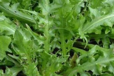  见到■农村常见的野草，俗称“钙草”，明目止血降血压，见到了可以尝尝