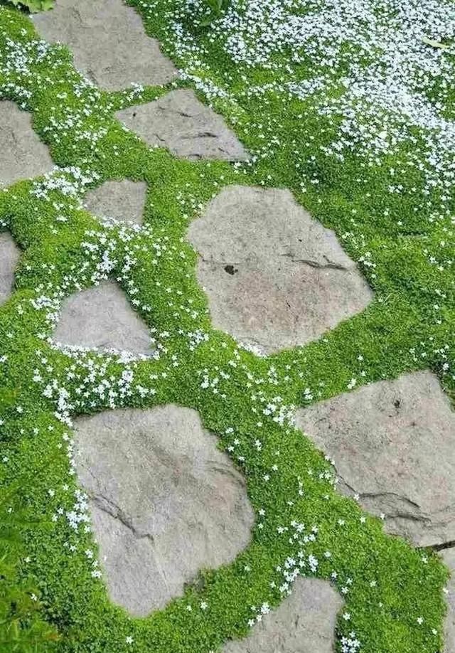  『景观』地被植物配置技巧