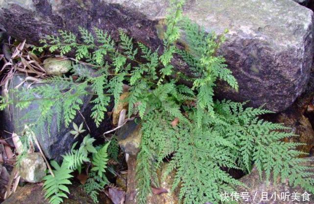 深山里这种“乌蕨”能治很多病，药用价值极其高，见到请珍惜