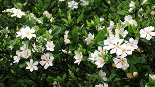  「解决」栀子花黄叶怎么办?“两招”就解决,四季绿油油,花苞满枝又芳香