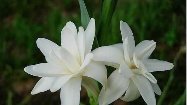 【特别】夜来香开花有何规律?详细介绍,让你更了解夜来香!