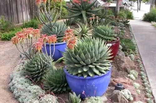  清洁叶片：这几种室内观叶植物都极其好养，没有几个人能将它们养死