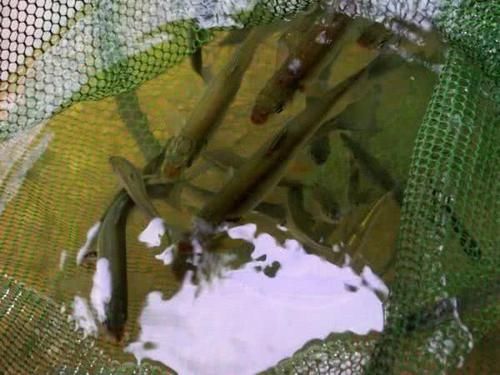  nbbrs_此鱼2两左右的最好吃，嘴巴属于天包地，非常考验钓鱼人的技术