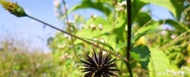  殊不知：乡下常见的“鬼针草”，不讨人喜欢，殊不知，价值很高是宝草