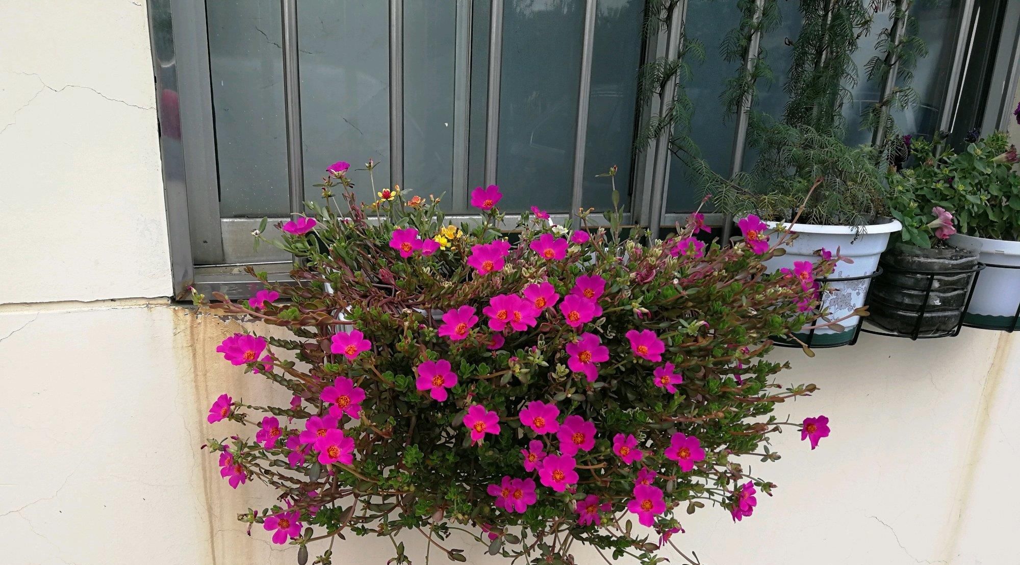  『值得』忘了绿萝吊兰，此盆栽绿植花叶俱美，五颜六色似彩虹，更值得栽培