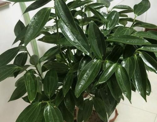 『油绿』客厅、阳台再小,也要养2种“寓意树”,植株造型美,叶片油绿!