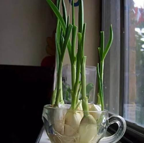  [散射光]厨房里的盆栽绿植园，绿色的生活有更加精彩