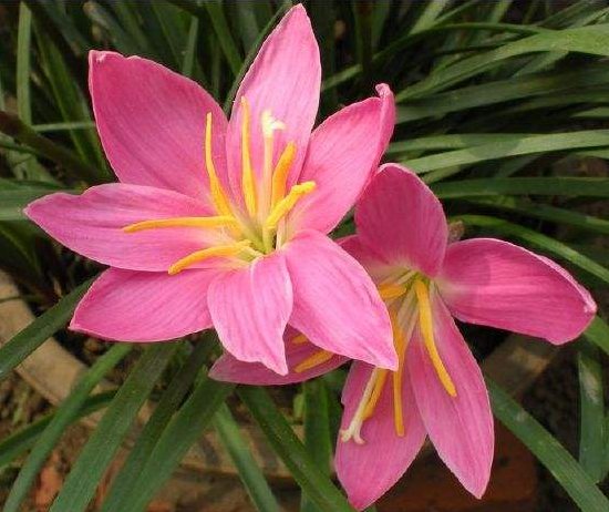 「旺盛」趁雨季的到来,这些植物搬出去淋淋雨,生长越旺盛,花朵鲜艳芳香
