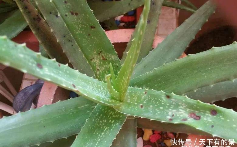 养护盆栽芦荟:盆栽芦荟的叶子变成褐色,“对症下药”能快速恢复翠绿